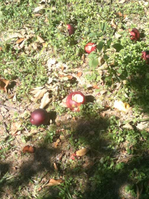 apples-on-ground