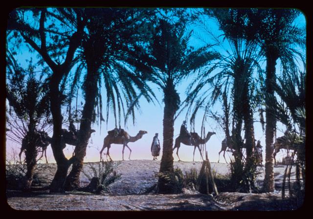 moses-camels