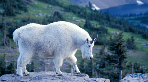 mountain goat The Sovereign Lord is my strength; he makes my feet like the feet of a deer, he enables me to tread on the heights. Habakkuk 3:19