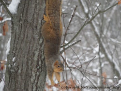 squirrel-snowy-tree