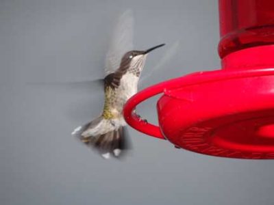 Sweet Little Hummingbirds