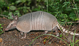 Got the armadillo syndrome