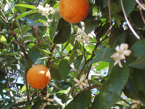 Sweet Orange Blossoms-Fragrance of Praise