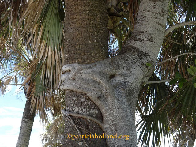 strangler fig wraps itself around a nearby tree. It wasn't what it looked like.