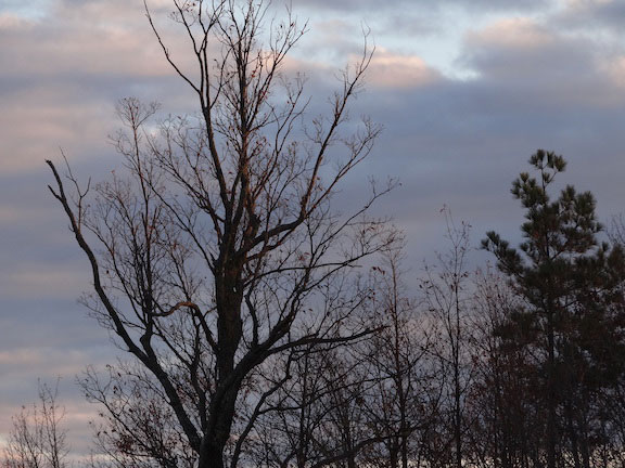 Winter Tree