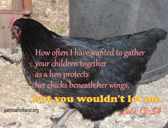 how often I have longed to gather your children together, as a hen gathers her chicks under her wings, and you were not willing. Luke 13:34b