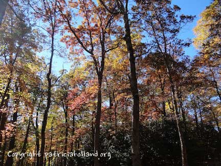 fall-light-through-trees