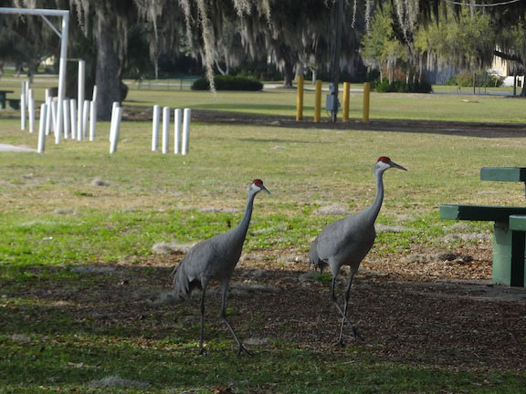 florida sandhill cranes