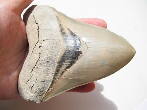 megalodon-tooth-web
is it time to call in an expert?