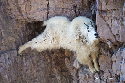 mountain goat The Sovereign Lord is my strength; he makes my feet like the feet of a deer, he enables me to tread on the heights. Habakkuk 3:19