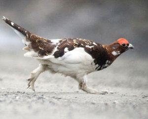 A willow ptarmigan