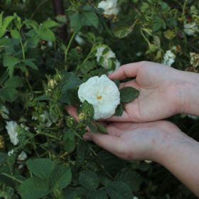 rose in hand