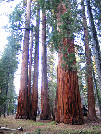 sequoia raising spiritual giants children's ministry