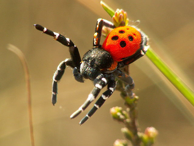 a spider weaves a magnificent trap