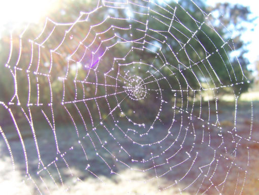 beautiful dewy spiders web- never forget they are a trap