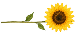 pat's place discover the beauty of God's Word, learn to recognize the gentle work of Precious Holy Spirit, and grow one step at a time as we respond to what God is showing us.