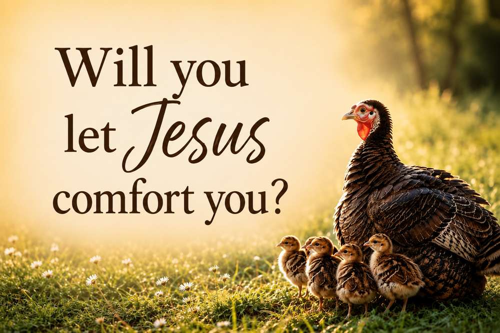 A warm sunrise scene of a mother turkey sheltering her young, illustrating Jesus' loving invitation to comfort those who come to Him. This peaceful image accompanies the article, Will You Let Jesus Comfort You? Finding Peace in His Presence.